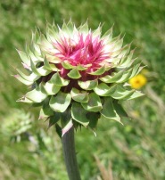 Distel; Idaho, 2011; Copyright: H. Steinle